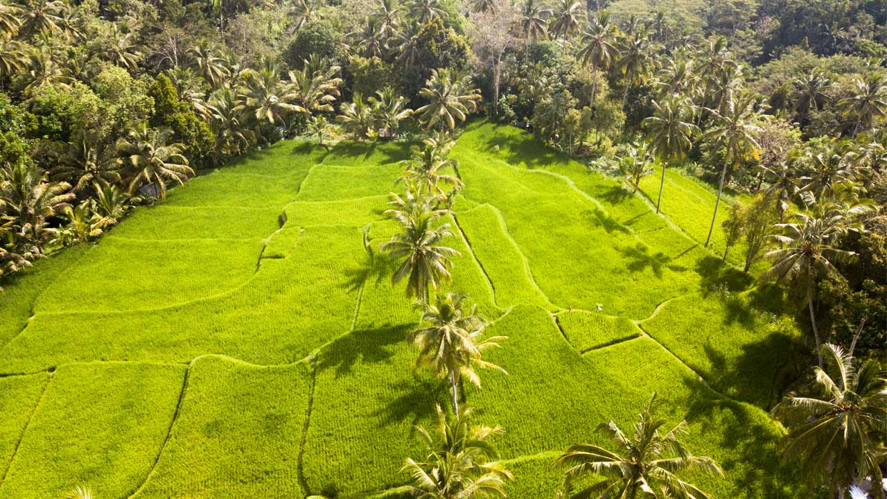 Land For Sale in Bali - Beach & Houses