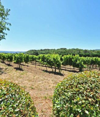 Gordes-Provence-House-Vineyards